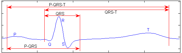 [Cardiac cycle informative fragments]